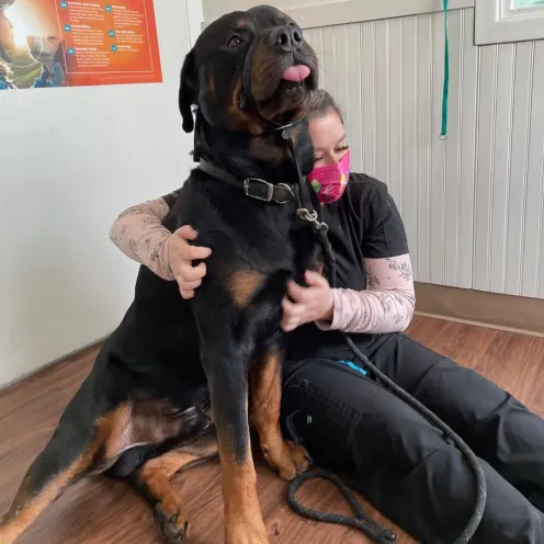 Black and brown Rottweiler receiving pets from a staff member with a pink mask on